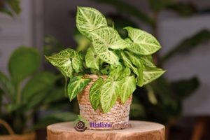 Syngonium Neon Robusta untuk Ruang Lebih Segar dan Elegan