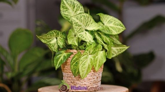 Syngonium Neon Robusta untuk Ruang Lebih Segar dan Elegan
