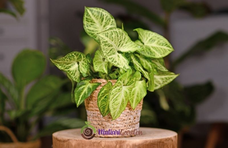 Syngonium Neon Robusta untuk Ruang Lebih Segar dan Elegan