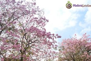 Tabebuya Pink Pohon Hias Cantik yang Mempercantik Lingkungan
