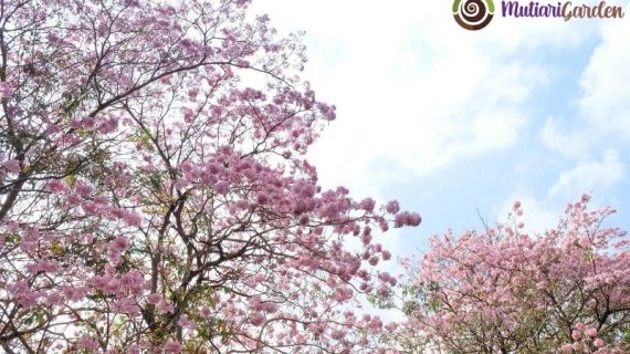 Tabebuya Pink Pohon Hias Cantik yang Mempercantik Lingkungan