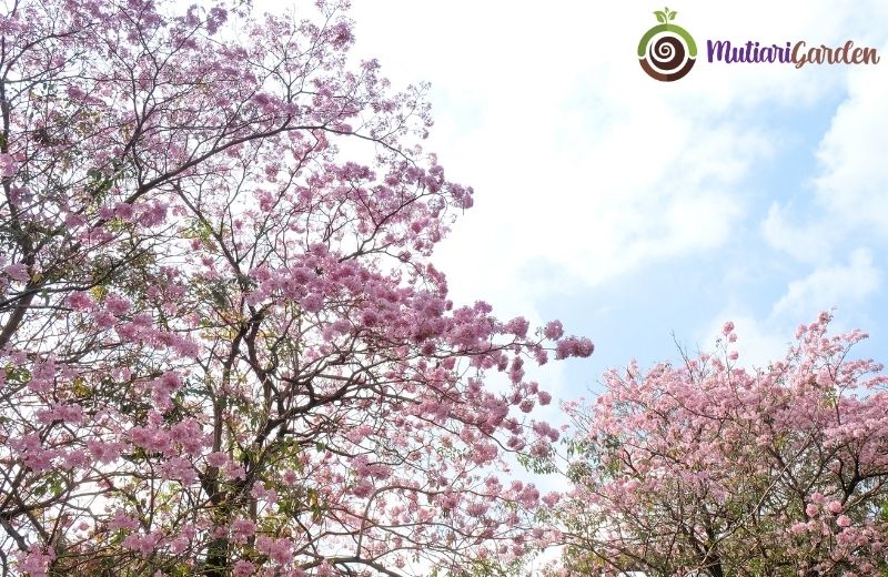 Tabebuya Pink Pohon Hias Cantik yang Mempercantik Lingkungan