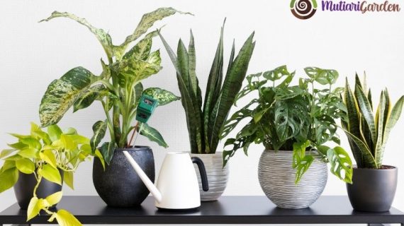 Tanaman Buat di Dalam Ruangan yang Cantik dan Mudah Dirawat