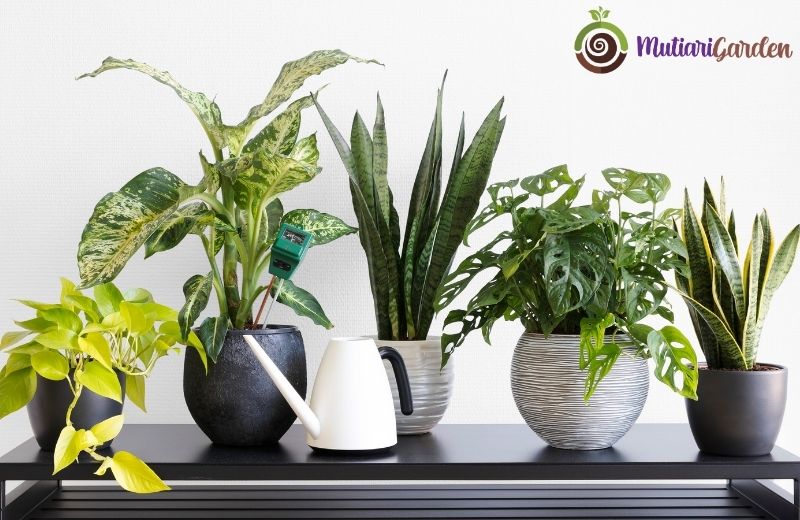 Tanaman Buat di Dalam Ruangan yang Cantik dan Mudah Dirawat