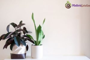 Tanaman Bunga Dalam Rumah yang Mempercantik Interior dan Menyegarkan Udara