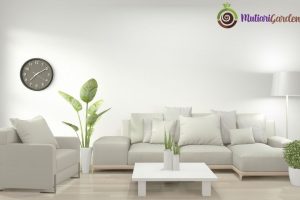 Tanaman Dalam Ruangan AC yang Tetap Sehat dan Indah