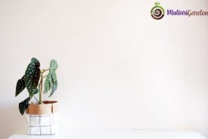 Tanaman Dalam Ruangan Kantor yang Menyegarkan dan Mudah Dirawat