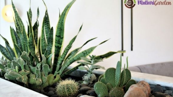Tanaman Dalam Ruangan Tanpa Sinar Matahari yang Tetap Cantik dan Sehat