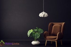 Tanaman Gantung Indoor Terpopuler untuk Mempercantik Ruangan
