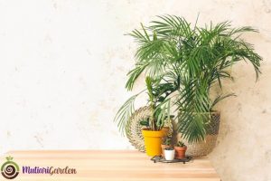 Tanaman Hias Air Indoor yang Cantik dan Mudah Dirawat