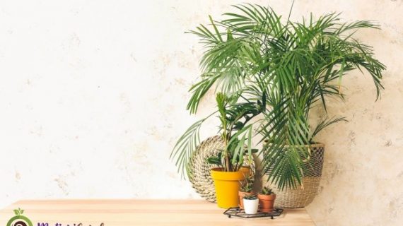 Tanaman Hias Air Indoor yang Cantik dan Mudah Dirawat