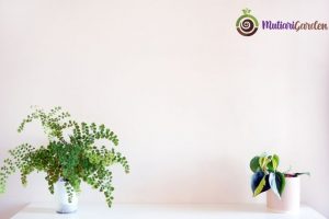 Tanaman Hias Besar Outdoor untuk Mempercantik Halaman Rumah