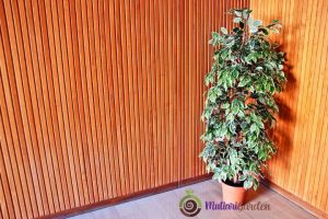 Tanaman Hias Low Maintenance untuk Mempercantik Rumah Anda