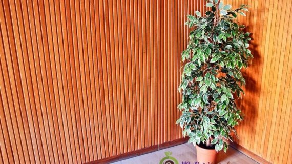Tanaman Hias Low Maintenance untuk Mempercantik Rumah Anda