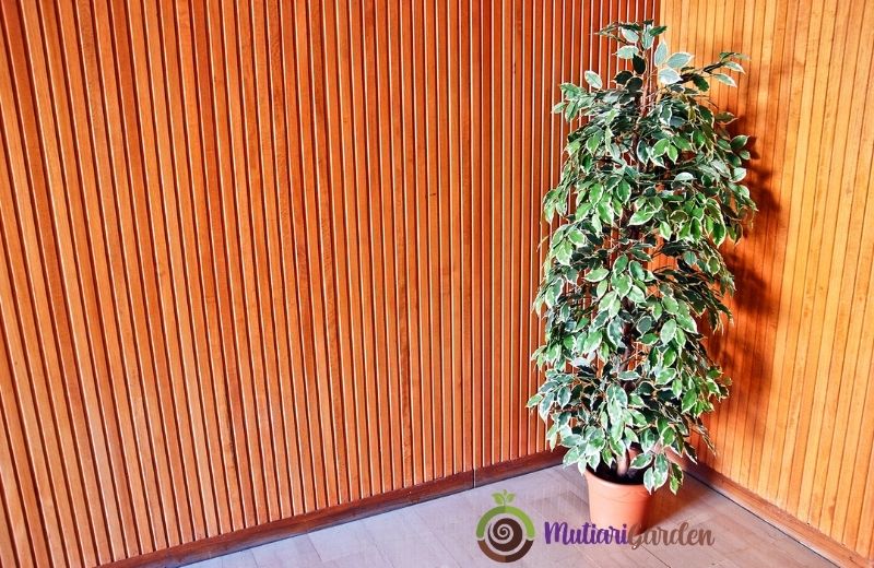 Tanaman Hias Low Maintenance untuk Mempercantik Rumah Anda