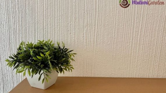 Tanaman Hias Media Air Indoor  untuk Dekorasi Rumah dan Kantor