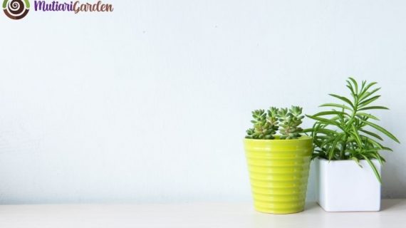 Tanaman Hias Mini Indoor untuk Menyegarkan Ruangan Anda