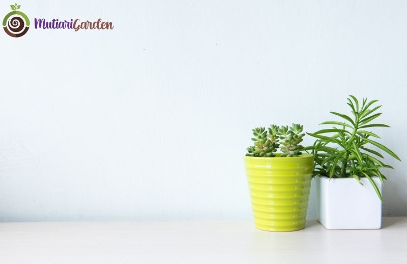 Tanaman Hias Mini Indoor untuk Menyegarkan Ruangan Anda