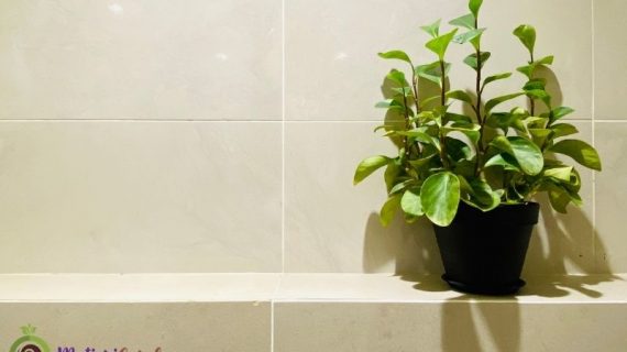 Tanaman Hias di Dalam Ruangan Kantor untuk Meningkatkan Produktivitas dan Kesehatan