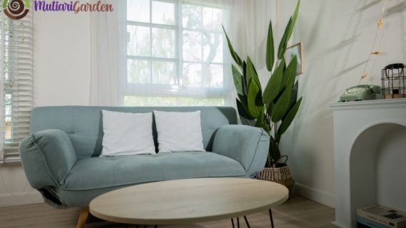 Tanaman Hias untuk Dalam Ruangan yang Mudah Dirawat dan Membuat Rumah Lebih Asri
