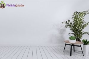 Tanaman Hias untuk Meja Kantor yang Membuat Suasana Kerja Lebih Segar dan Produktif