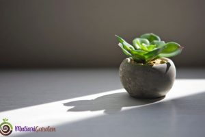 Tips Merawat dan Menata Tanaman Hias Cantik Sukulen Indoor di Dalam Ruangan