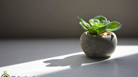 Tips Merawat dan Menata Tanaman Hias Cantik Sukulen Indoor di Dalam Ruangan
