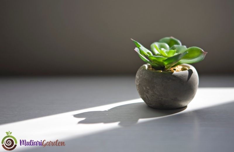 Tips Merawat dan Menata Tanaman Hias Cantik Sukulen Indoor di Dalam Ruangan