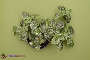 Jenis Tanaman Ficus dan Fittonia yang Cocok untuk Dekorasi Rumah dan Kantor