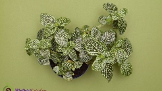 Jenis Tanaman Ficus dan Fittonia yang Cocok untuk Dekorasi Rumah dan Kantor