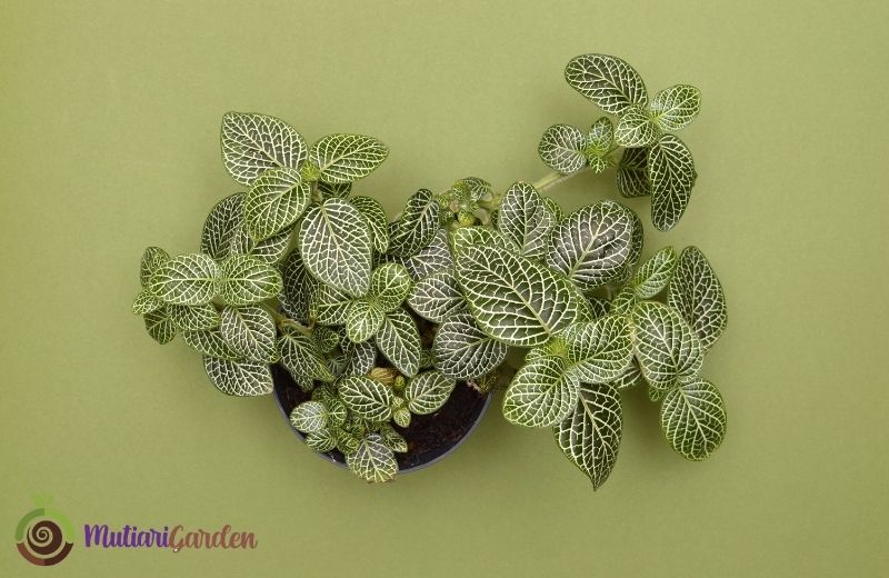 fittonia