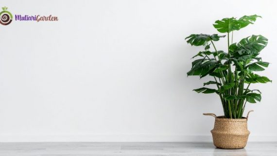 Sewa Tanaman Hias di Mall untuk Suasana Lebih Hidup, Sejuk, dan Elegan