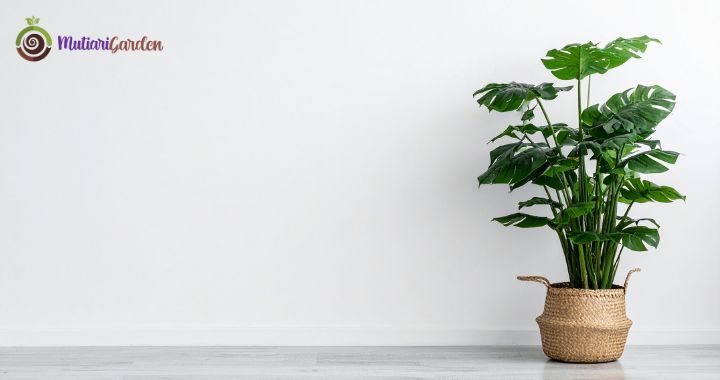 Sewa Tanaman Hias di Mall