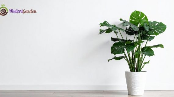 Sewa Tanaman Hias di Rumah Sakit untuk Menciptakan Lingkungan yang Nyaman, Sehat, dan Estetis