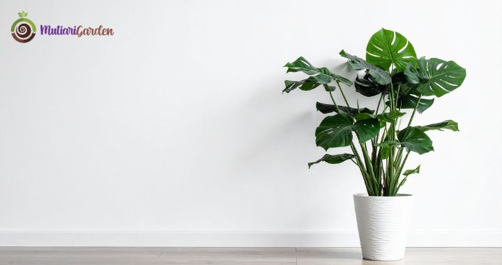 Sewa Tanaman Hias di Rumah Sakit